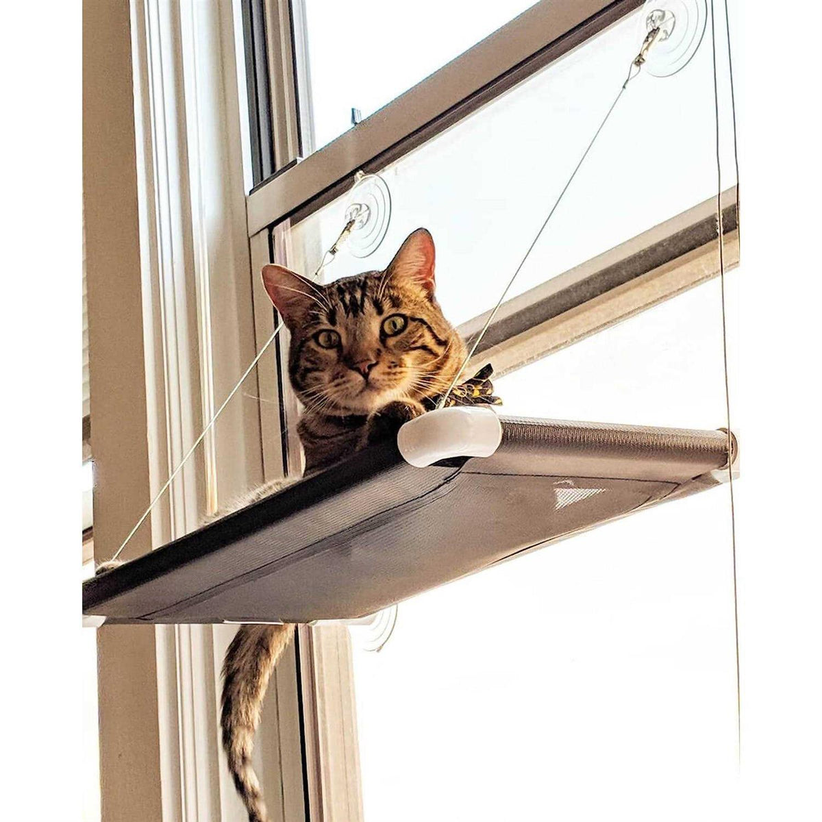 Cat Perch R728