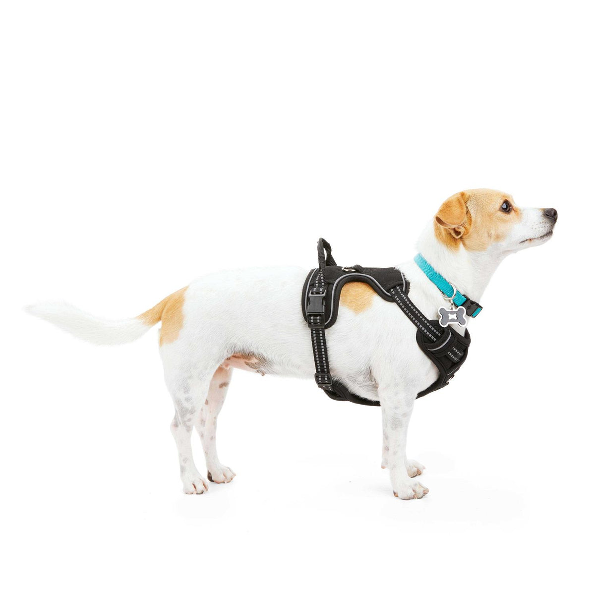 Black Front Walking Dog Harness H4874