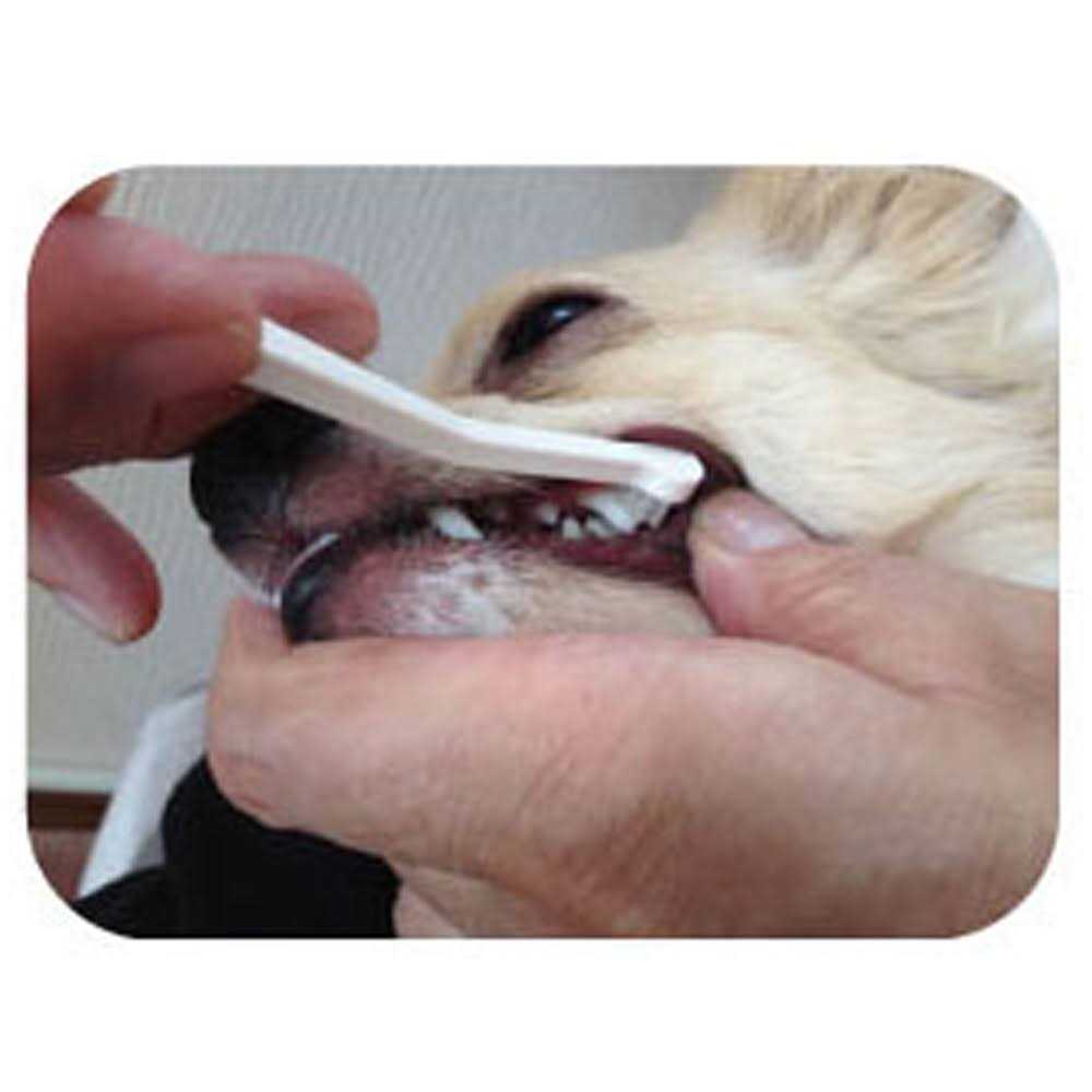 Dog Toothbrush P7049