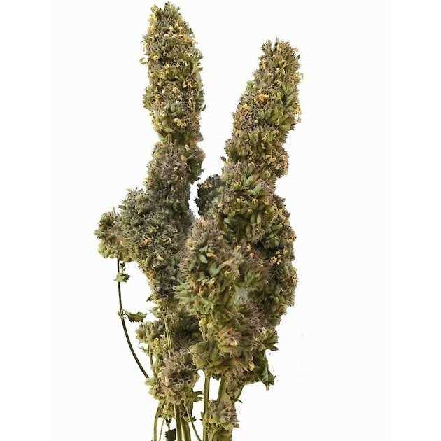 Catnip Buds N454