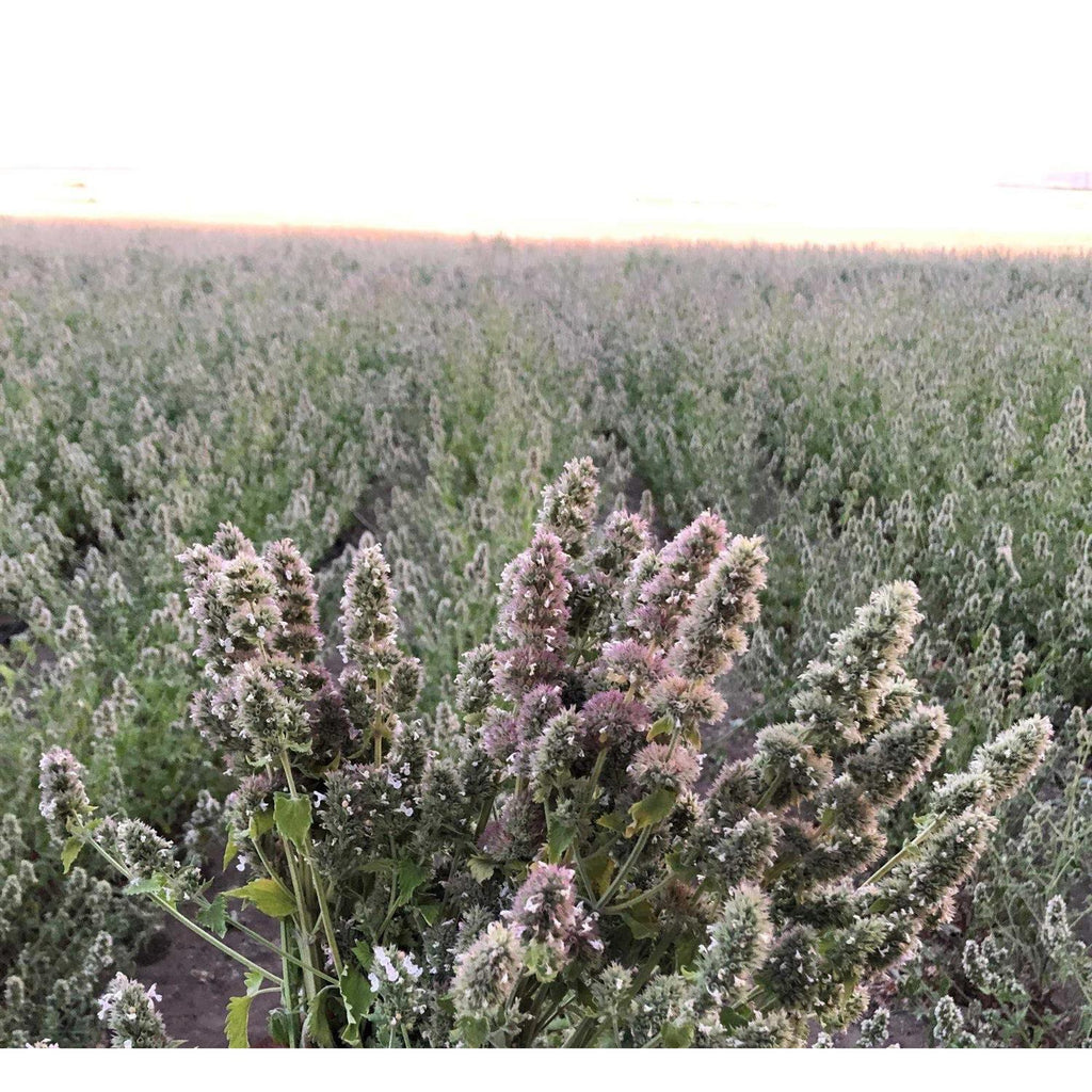Catnip Buds N454