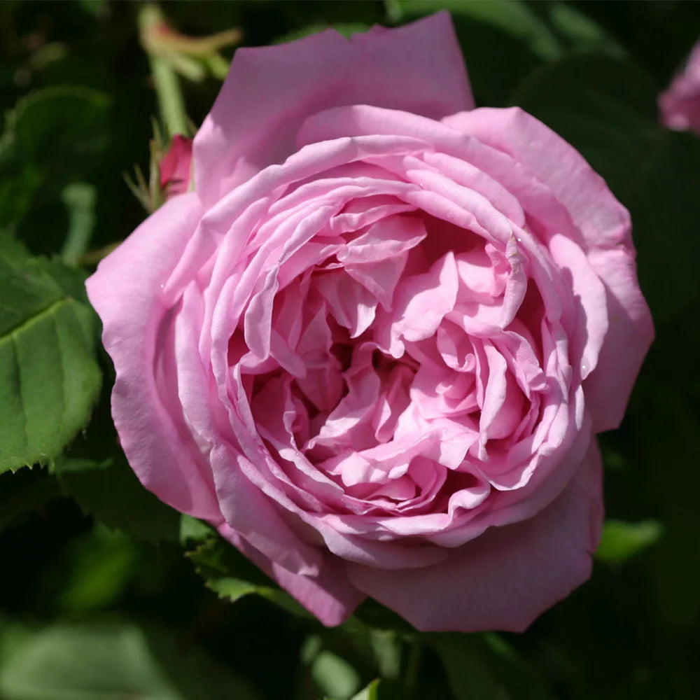 Fragrant Live Plant Pink Rose Bush B10946
