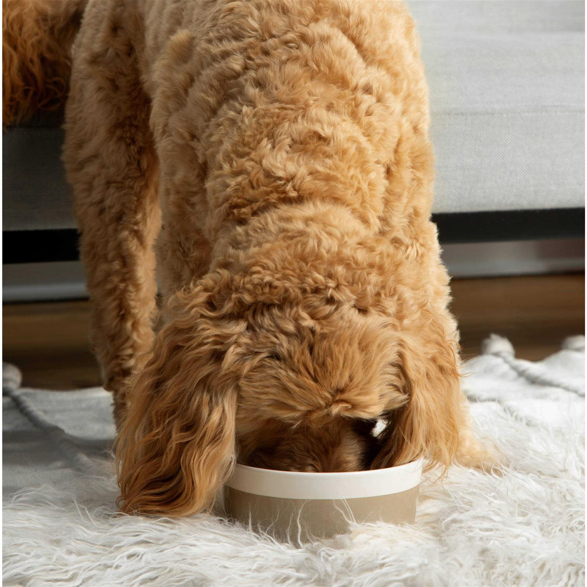 Ceramic Dog Bowl V474