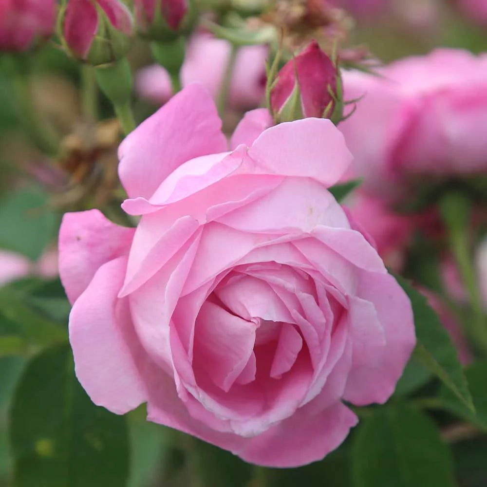 Fragrant Live Plant Pink Rose Bush B10946