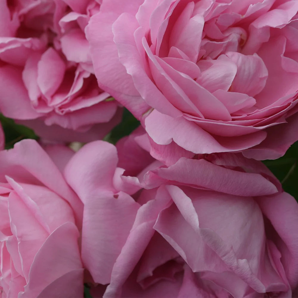 Fragrant Live Plant Pink Rose Bush B10946