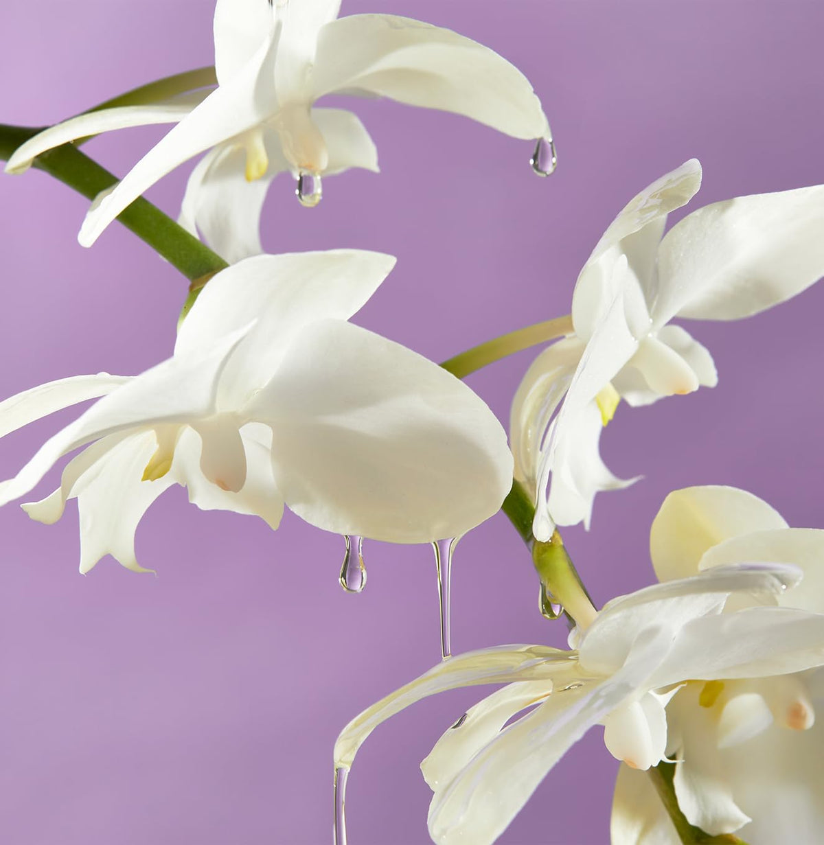 Island Orchid Body Oil H7649