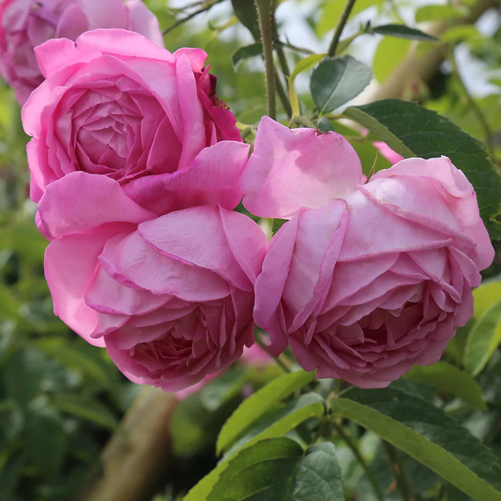 Fragrant Live Plant Pink Rose Bush B10946