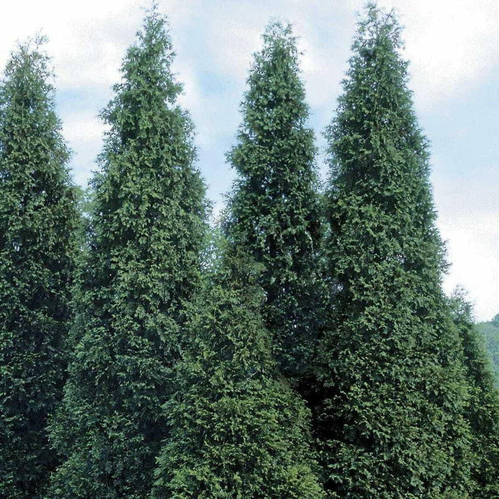 5 Thuja Green Giant Arborvitae Trees - 6-12" Tall Seedlings - Live Plants - 2.5" Pots O153227