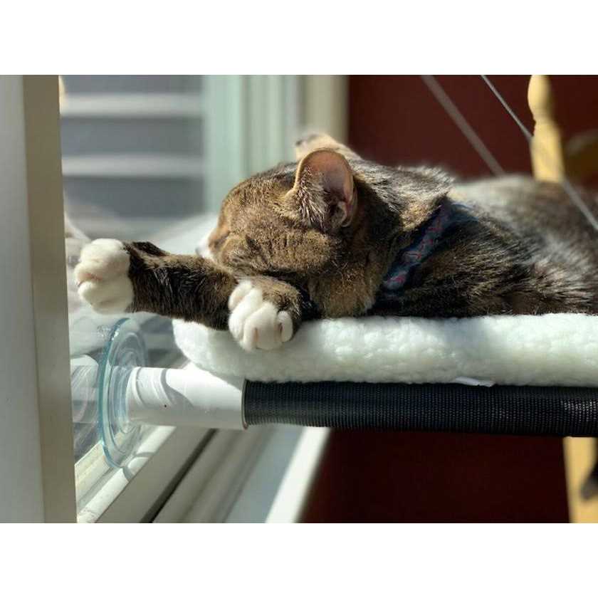 Cat Perch R728