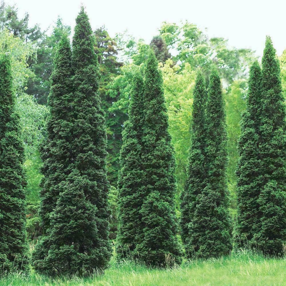 5 Thuja Green Giant Arborvitae Trees - 6-12" Tall Seedlings - Live Plants - 2.5" Pots O153227