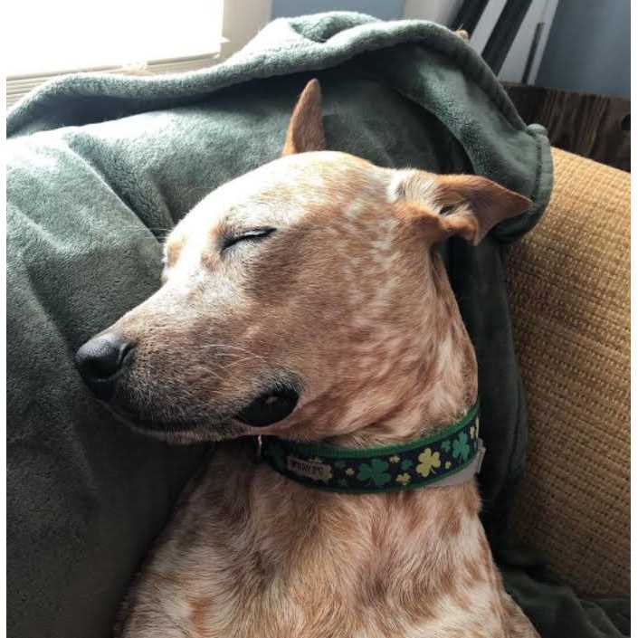Dog Collar I933