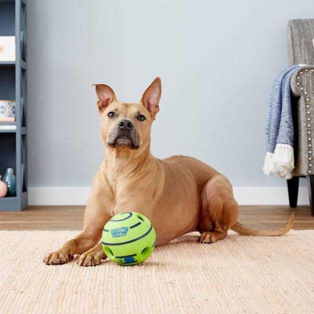 Dog Toy D17929