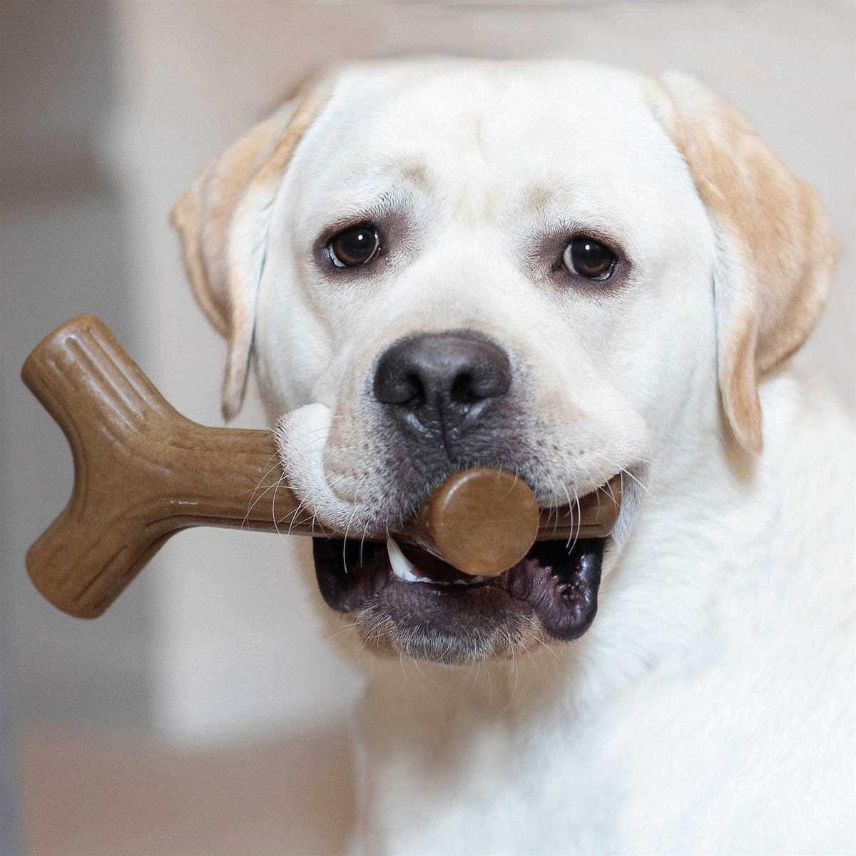Dog Chew X2005