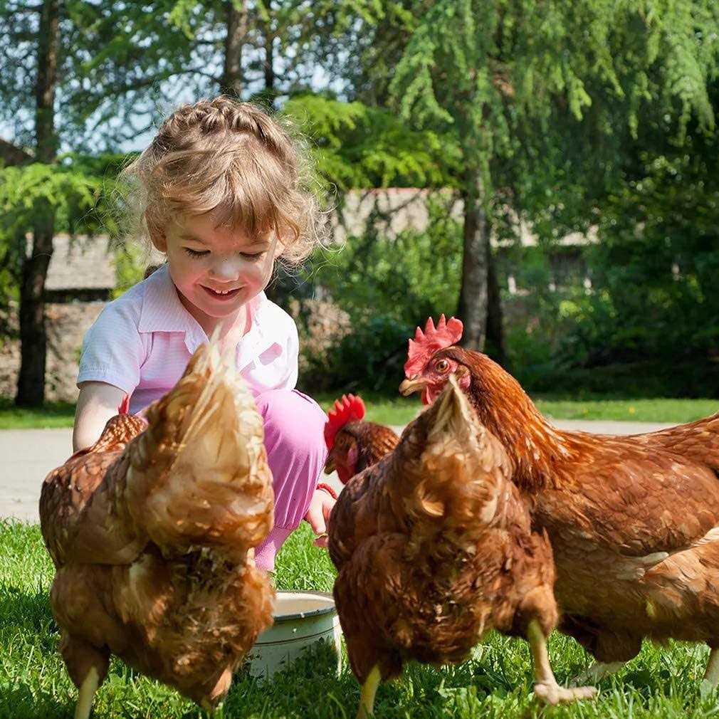 Large Metal Chicken Coop with Cover K17528
