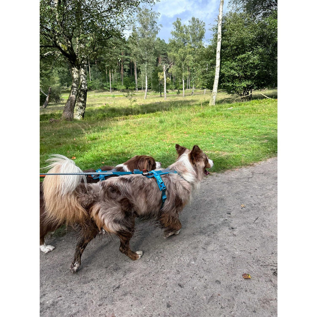 Dog Harness N77918