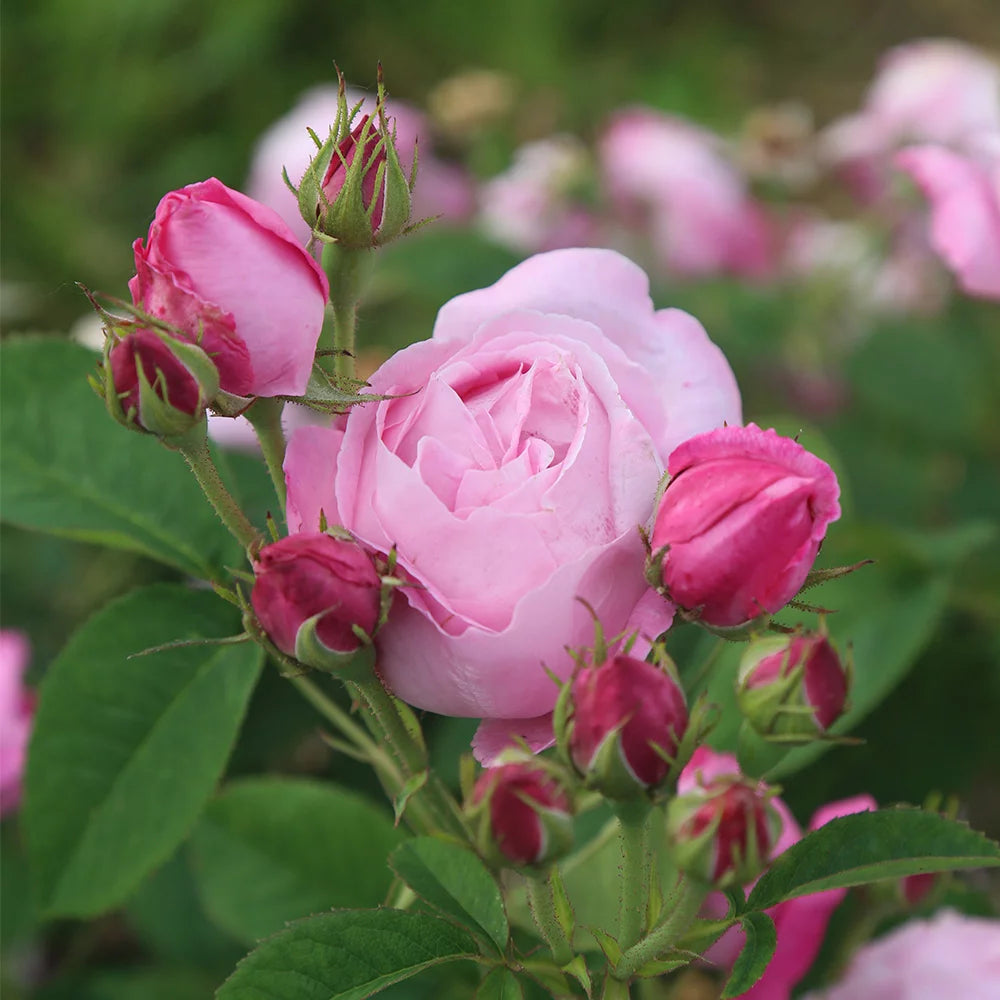 Fragrant Live Plant Pink Rose Bush B10946