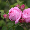 Fragrant Live Plant Pink Rose Bush B10946