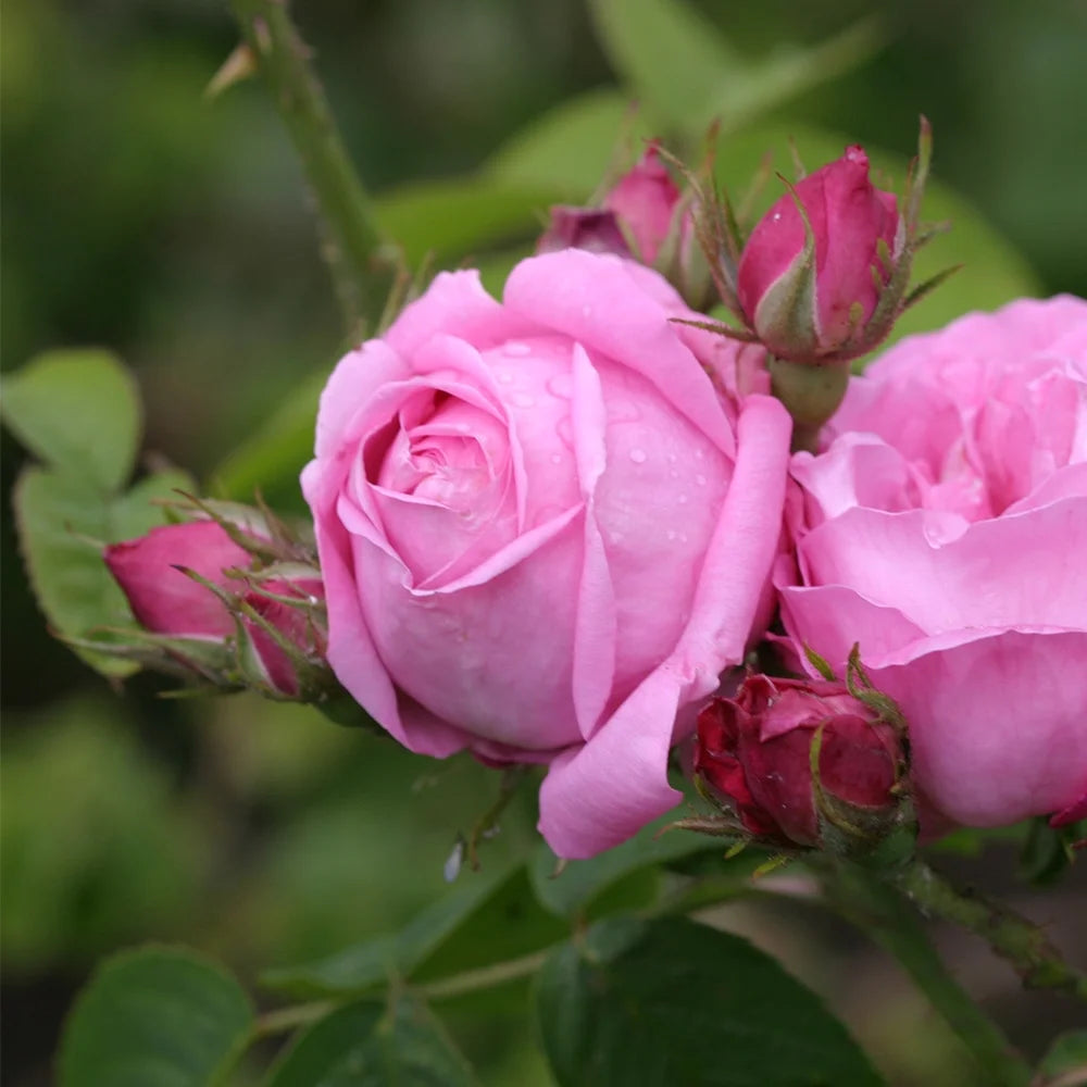 Fragrant Live Plant Pink Rose Bush B10946
